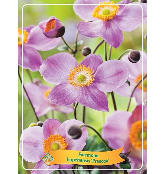 Anemone hupehensis Praecox Ø11