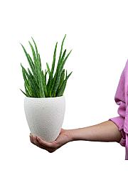 Aloe vera M - Reši me
