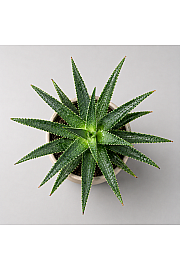 Aloja Danzy
