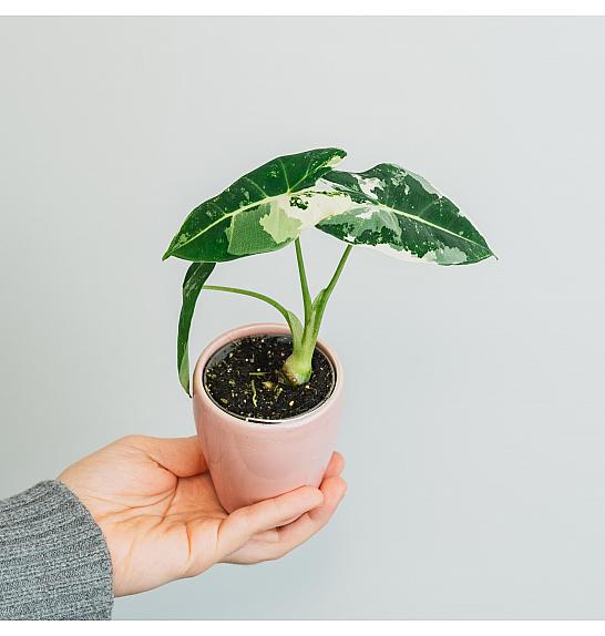 Alocasia Frydek variegata; Ø6 cm