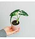 Alokazija Frydek variegata