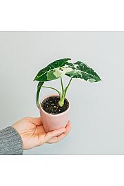 Alokazija Frydek variegata