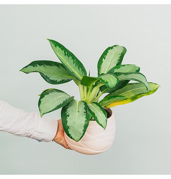 Aglaonema Silver Blue; Ø12 cm