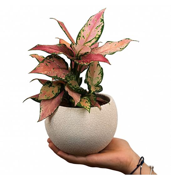 Aglaonema Cherry Baby; Ø12 cm