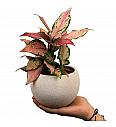 Aglaonema Cherry Baby