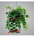Lipstick plant - obešanka