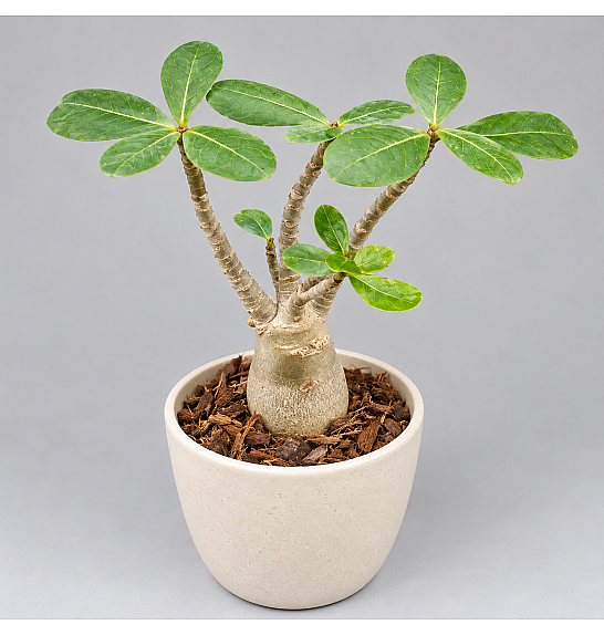 Adenium Obesum; Ø11 cm