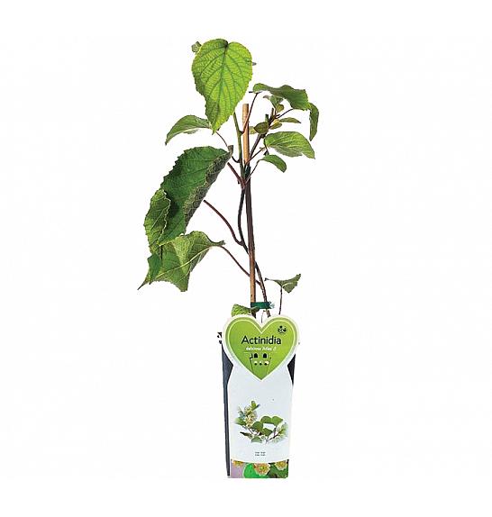 Actinidia deliciosa Atlas C2 Lit. 30-40 cm