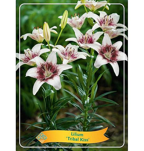 Lilium Tribal Kiss Ø11