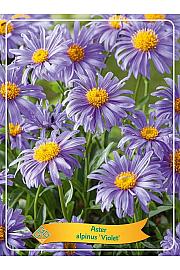 Alpska nebina Violet 