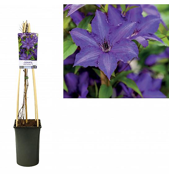 Clematis Viva La Vida PBR C2,5 Lit. 75 cm