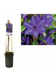Okrasni srobot 'Viva la Vida'