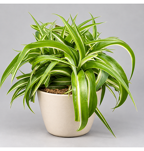 Chlorophytum Bonnie; Ø12cm