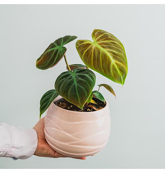 Philodendron El Choco Red; Ø12 cm