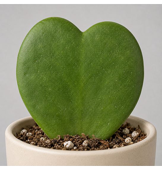 Hoya kerrii; Ø6 cm
