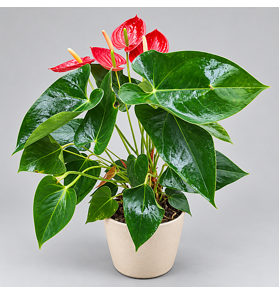 Anthurium andr. Ø12 Red