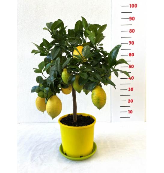 Citrus sinensis Limon Lunario  Ø 20  Na steblu 40 cm