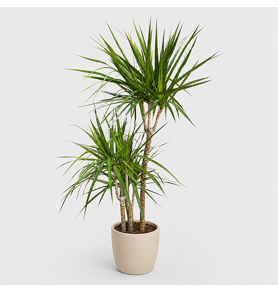 Dracaena Marginata Magenta; Ø21 cm