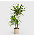Dracena Marginata Magenta - 3 stebla