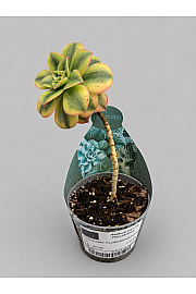 Aeonium Floresens - Reši me