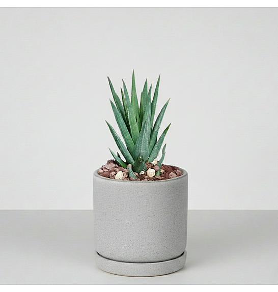Haworthia glauca; Ø6,5 cm