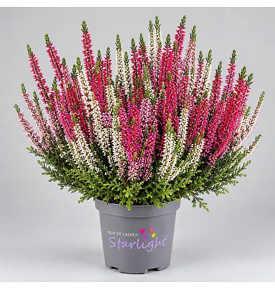Calluna Beauty Ladies Starlight  Ø 9,5 Trio