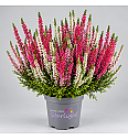 Calluna Beauty Ladies Starlight Trio