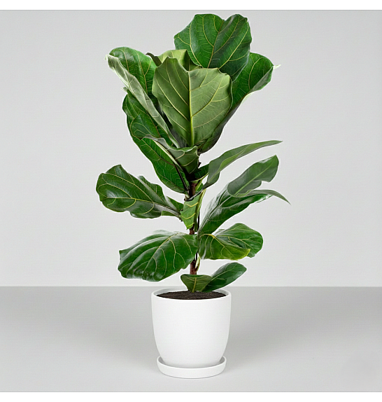 Ficus lyrata; Ø21 cm