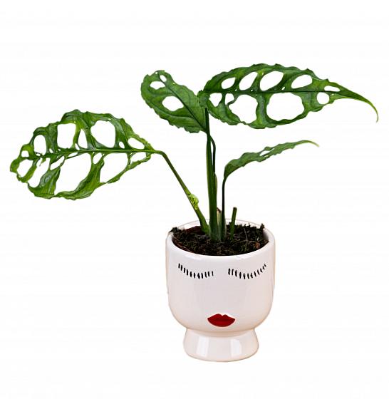 Monstera Obliqua Peru; Ø6 cm