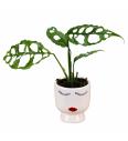 Monstera Obliqua Peru - XS