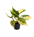Filodendron Brasil S