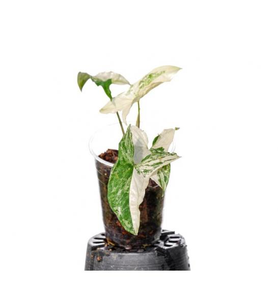 Syngonium albo-variagated potaknjenci; Ø 10,5