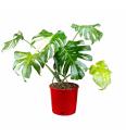 Monstera Thai Constellation - XL