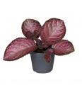 Episcia Malayan - XS