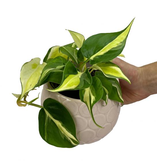 Philodendron scandens Rio; o12 cm