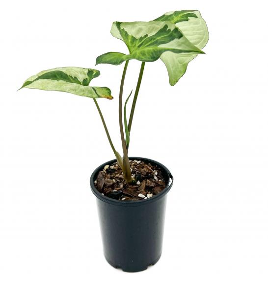 Syngonium Three Kings; o13cm (kopija)