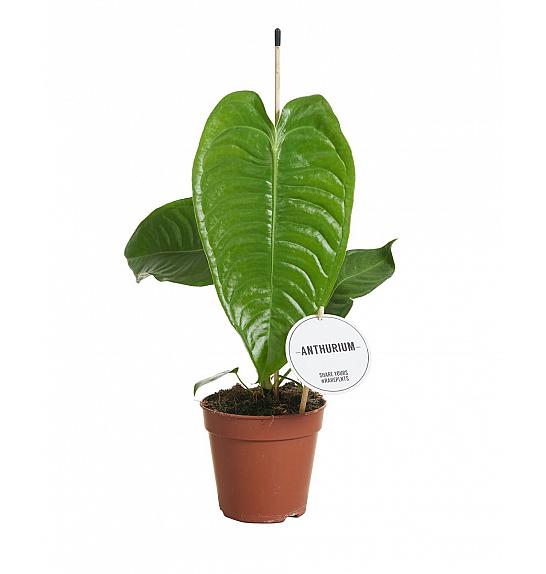 Anthurium Veitchii; o14