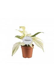 Filodendron Florida Ghost