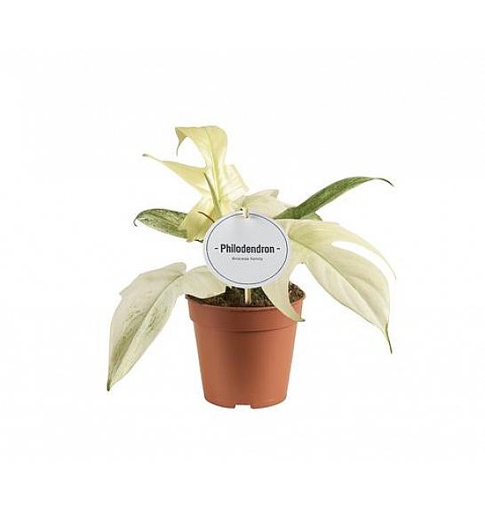 Philodendron Florida Ghost; o12 cm