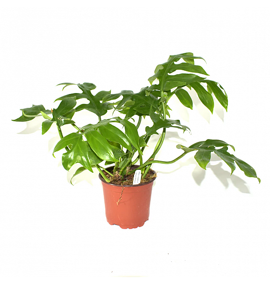 Philodendron Distantilobum; o12 cm