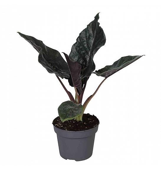 Alocasia Antoro Velvet; o6 cm