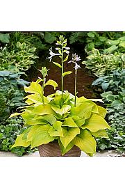 Hosta Ki Ren Jyaku