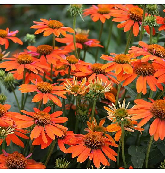 Echinacea Lakota Orange Ø11