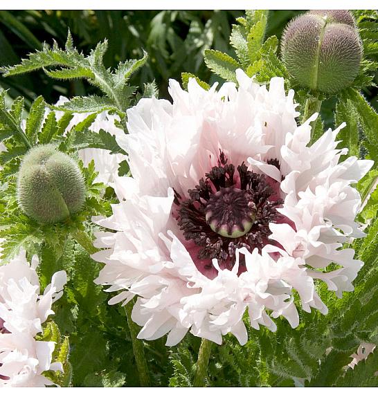 Papaver orientale White Ruffles Ø11