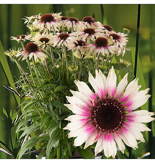 Echinacea Sombrero® Special White Purple Ø11