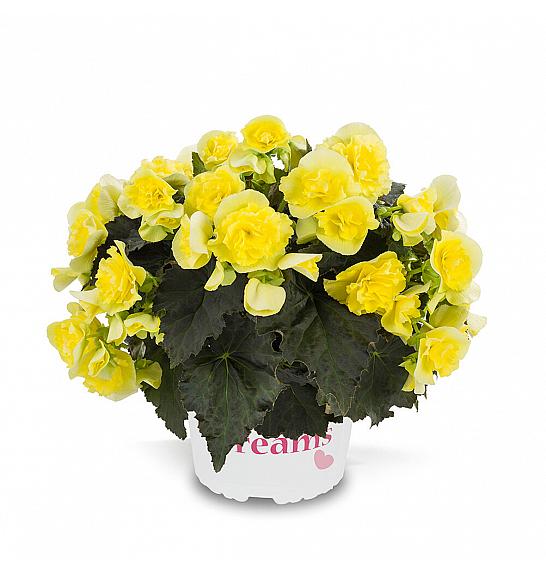 Begonia  Solenia Yellow Ø12