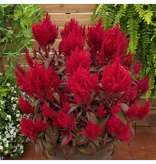 Celosia Dragon's Breath Red Ø10,5