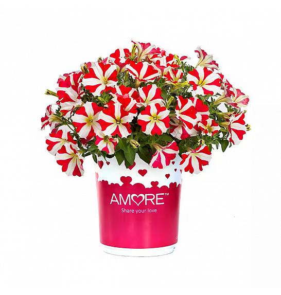 Petunia  Amore King of Hearts Impr. Ø10,5