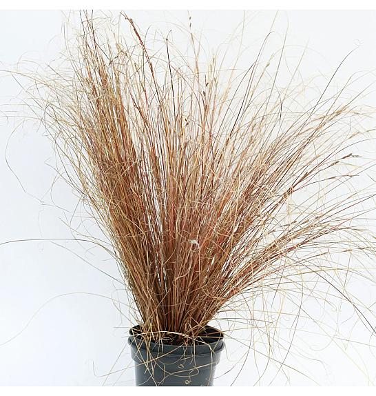 Carex buchananii Red Rooster Ø10,5