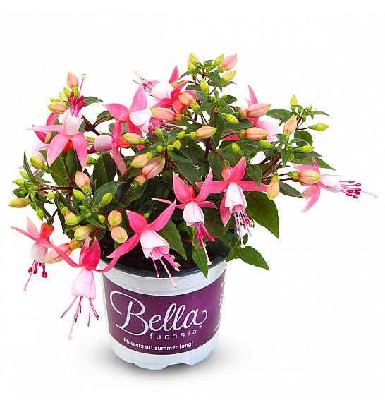 Fuchsia Bella Lisa Ø10,5